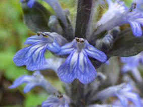 Ajuga pyramidalis